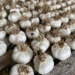 Garlic Bulbs